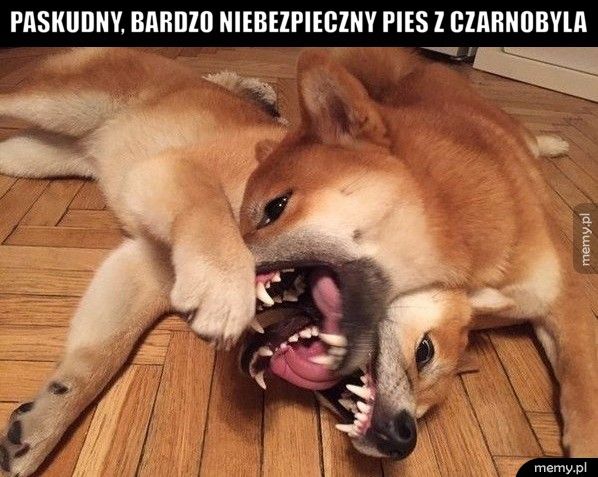 Paskudny, bardzo niebezpieczny pies z Czarnobyla 