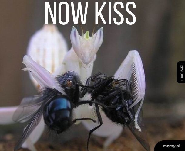 No pocałujcie się!