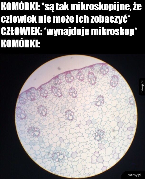 Komórki
