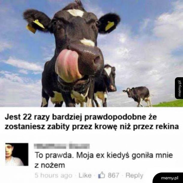 Niebezpieczna krowa