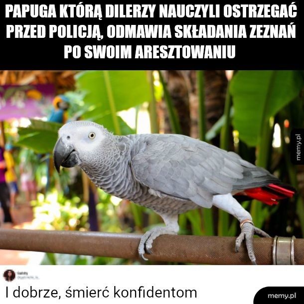 Prawilna papuga