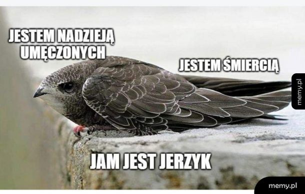 Jerzyk