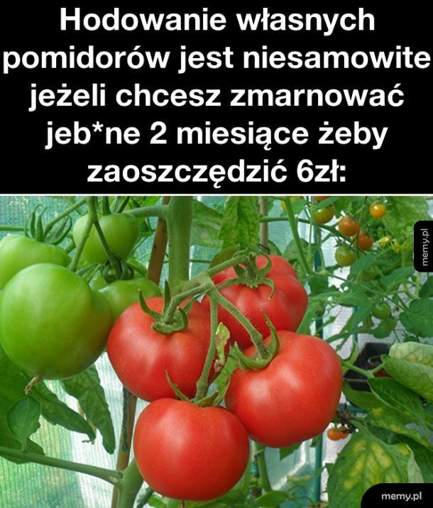 Własne pomidory