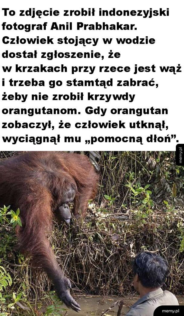 Pomocny orangutan