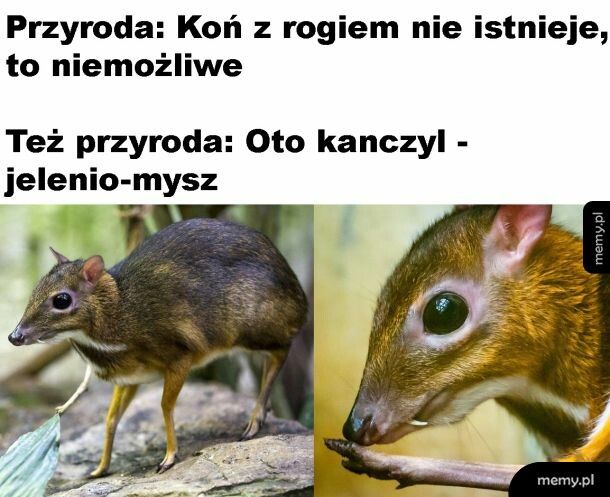 Jelenio-mysz
