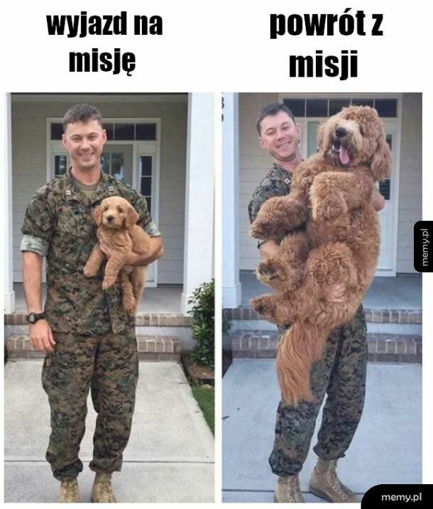 Pies i żołnierz