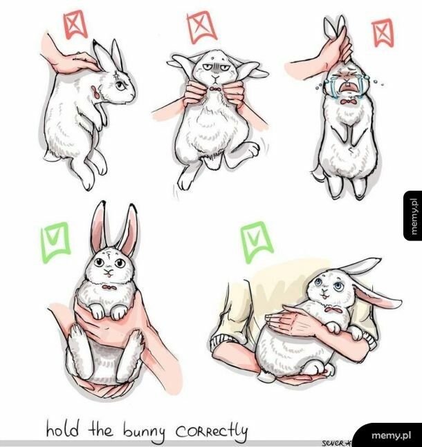 How to hold a bunny