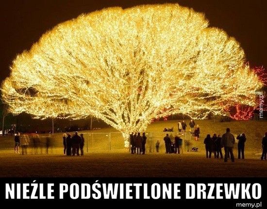  Nieźle podświetlone drzewko