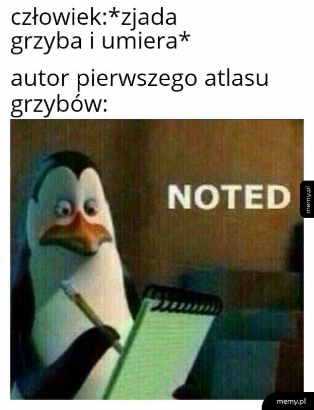 Grzyb