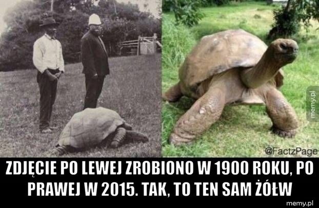 Długowieczny żółw