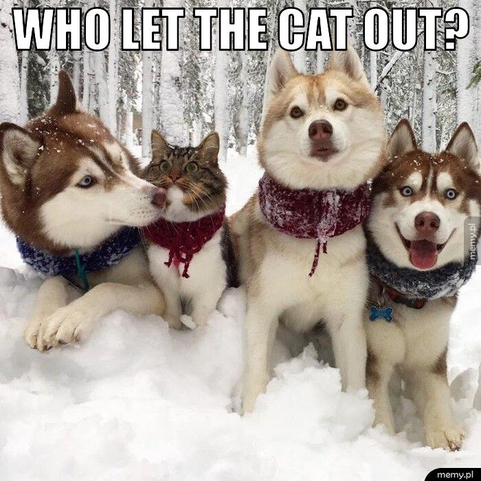 Who let the cat out?