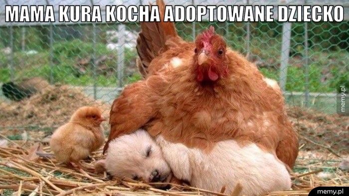 Mama kura kocha adoptowane dziecko.
