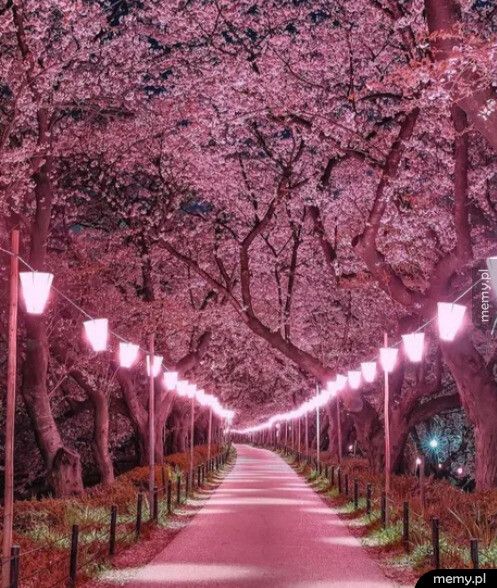 Ulica kwitnących wiśni - Japonia