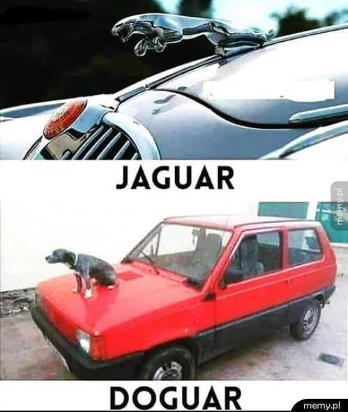 Jaguar vs Doguar