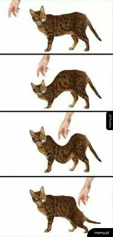 Kiedy próbujesz pogłaskać kota