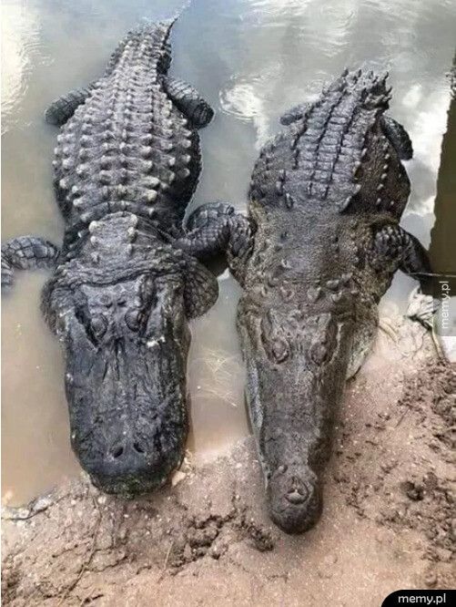 Różnica między aligatorem (z lewej) i krokodylem (po prawej)