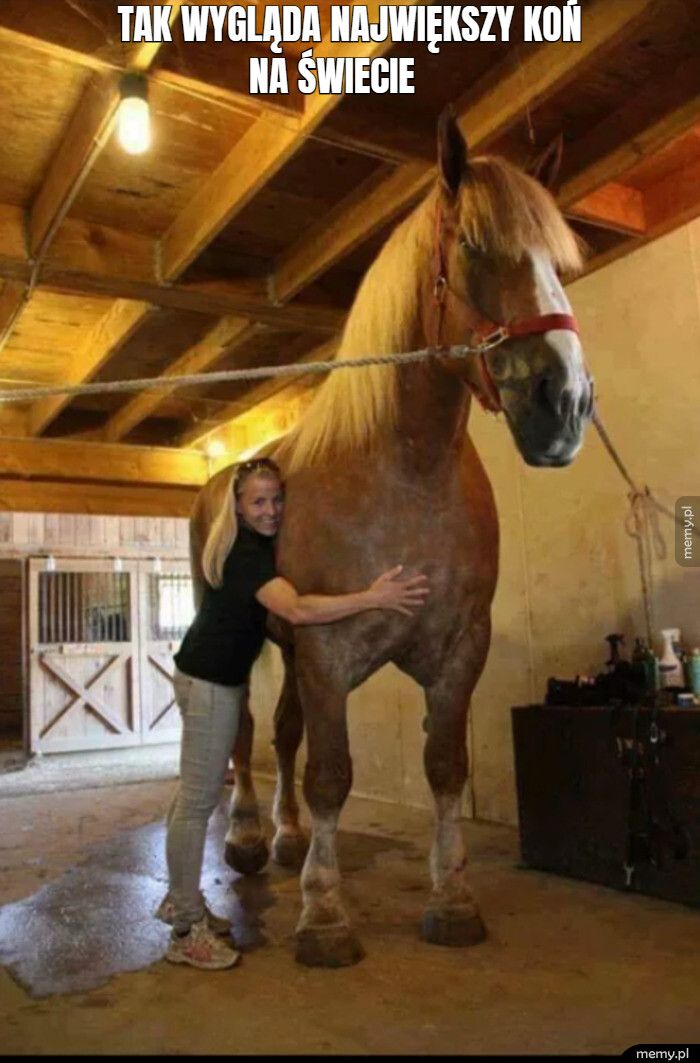 tak wygląda największy koń 
             na świecie  
