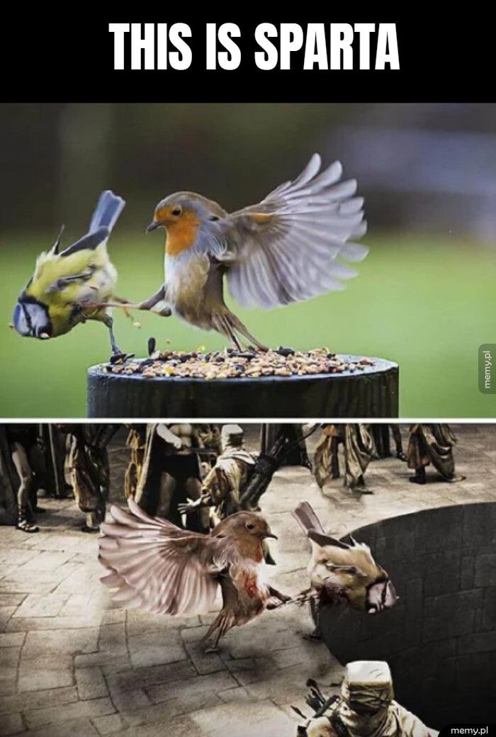 this is sparta 