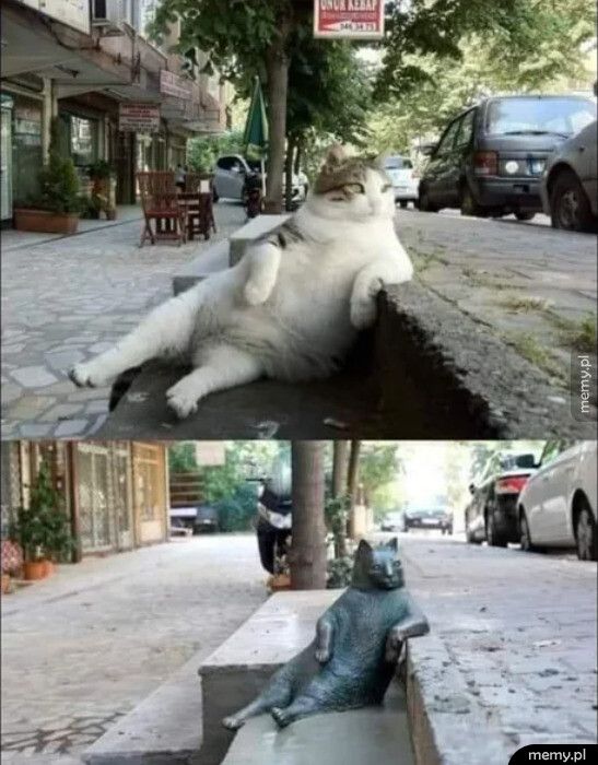 Rzeźba na cześć kota w Stambule