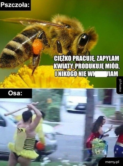 Pszczoły vs. Osy