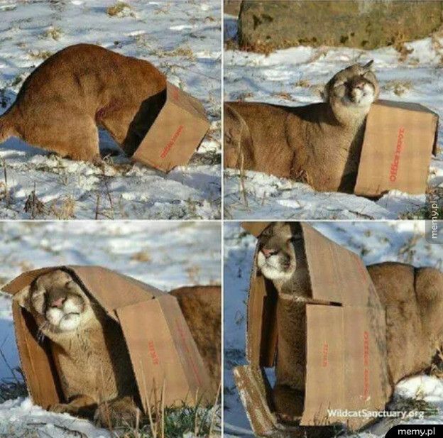 Duże koty też kochają pudełka