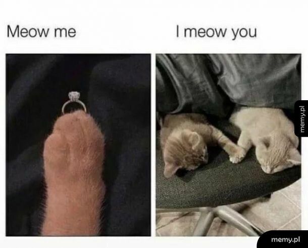 Will you meow me?
