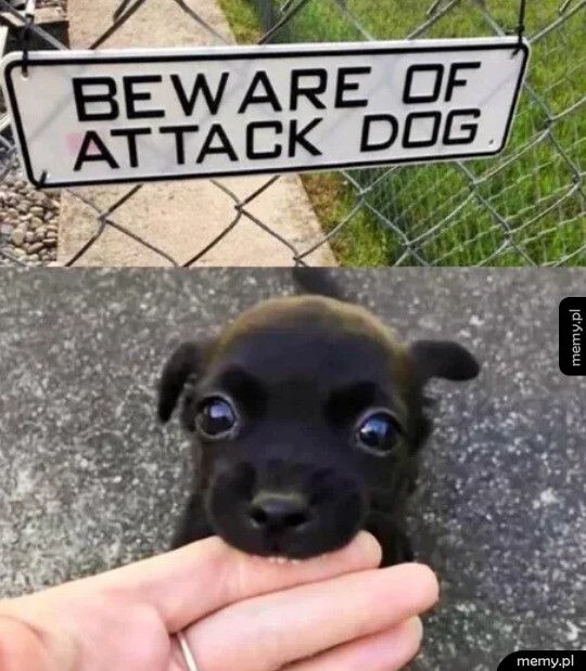 Atak wściekłego psa