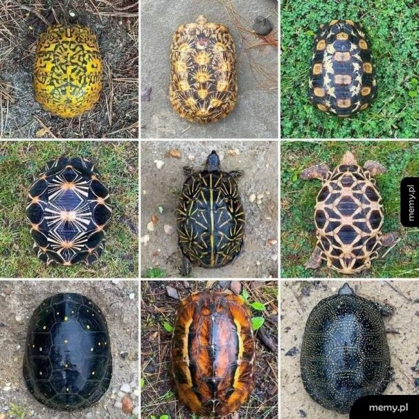 Żółwie karapaksy