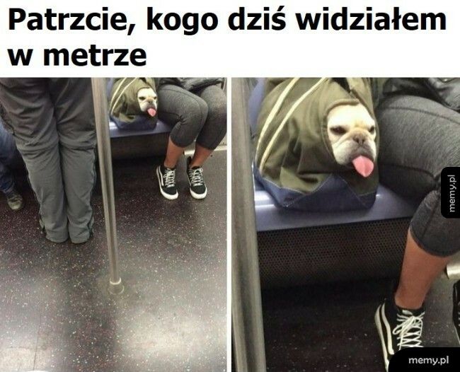Piesek w metrze