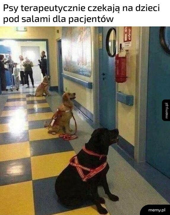 Psy terapeutyczne