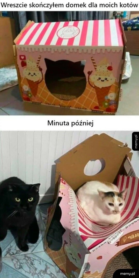 Domek dla kotów