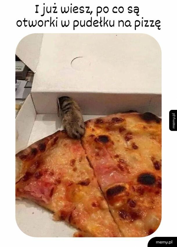 Kocie udogodnienie w kartonie na pizzę