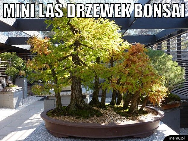 Mini las drzewek bonsai.