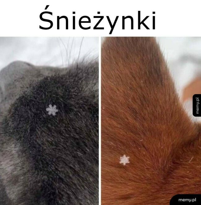 Śnieżynki