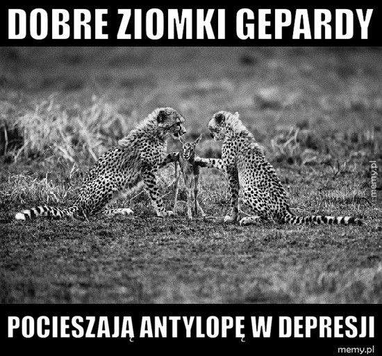 Dobre ziomki gepardy Pocieszają antylopę w depresji
