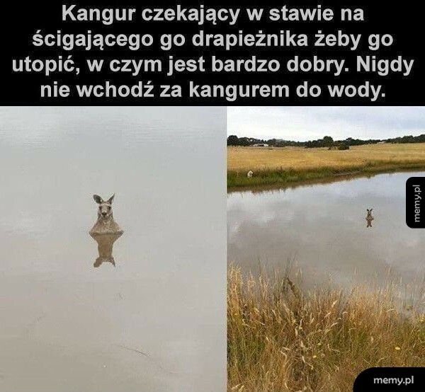 Kangur w wodzie