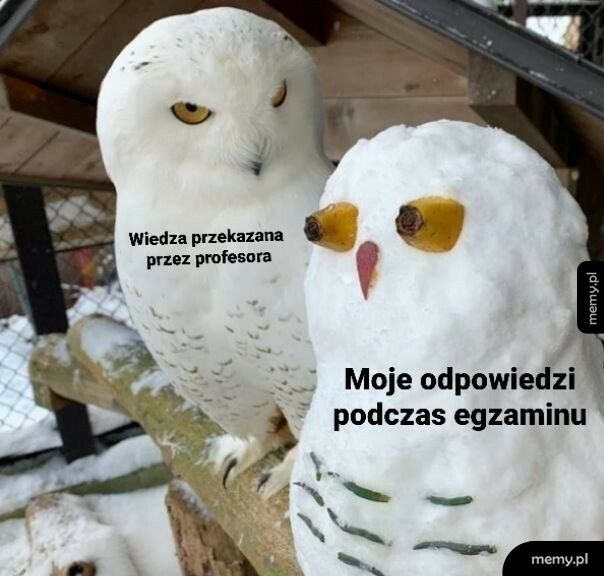 Odpowiedzi na egzaminie