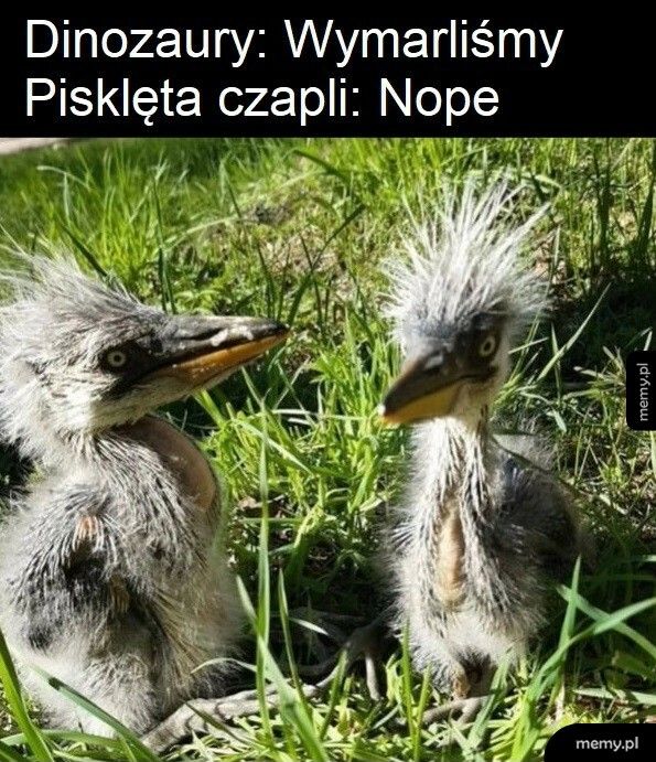 Pisklęta czapli