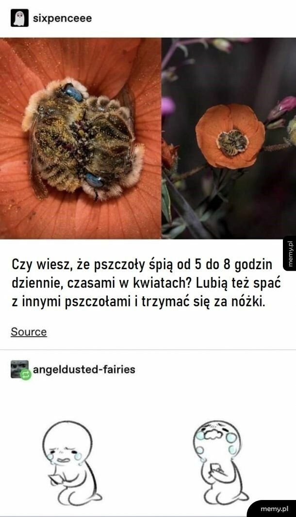 Pszczoły