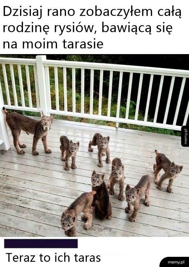 Rysie na tarasie