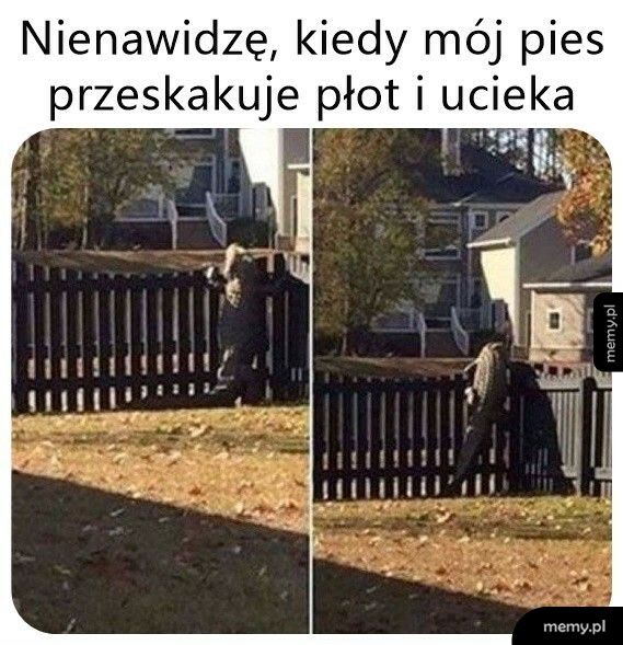 Nieposłuszny jakiś