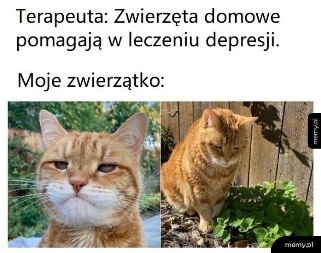 Zwierzęta domowe