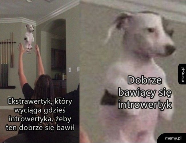 Dobrze bawiący się introwertyk