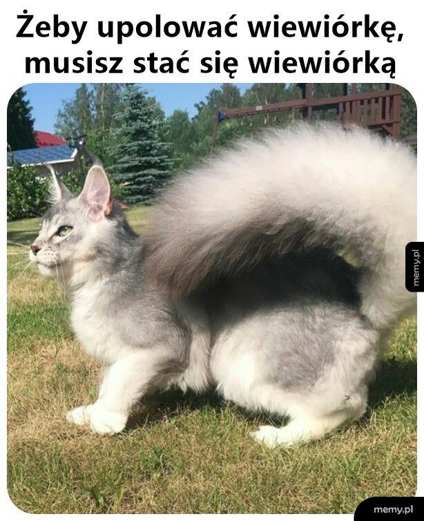 Najpierw kamuflaż