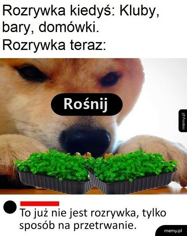 Rozrywka