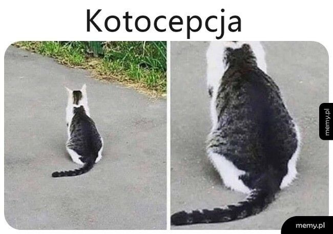 Kotocepcja