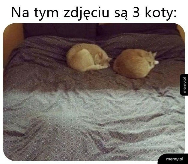 3 koty