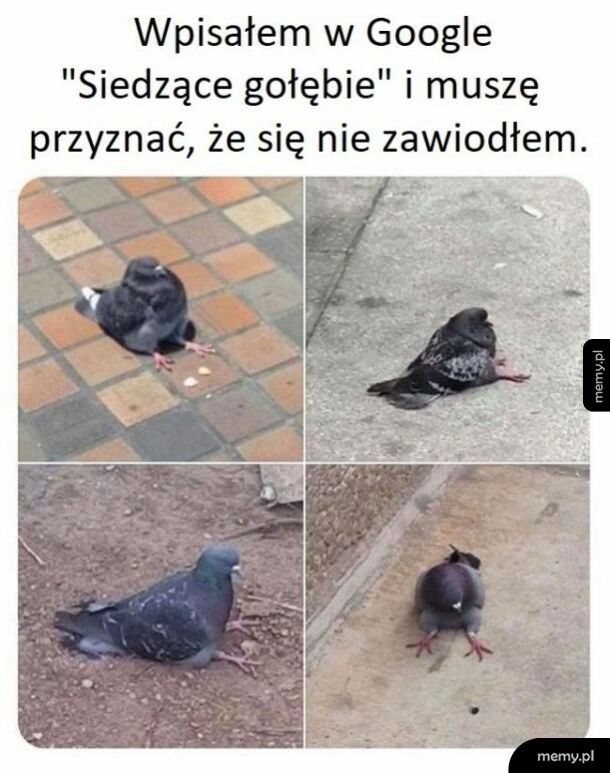 Siedzące gołębie