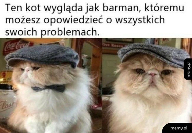 Kot jak barman