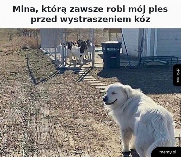 Szkoda, że nie mój pies :(